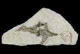 Crinoid (Cyathocrinites) and Bryozoan Fossil - Crawfordsville #122969-1